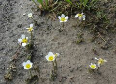 Ranunculus subrigidus