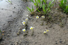 Ranunculus subrigidus