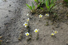 Ranunculus subrigidus