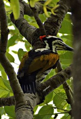 Chrysocolaptes festivus