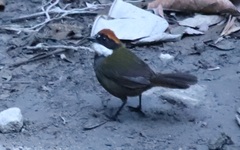 Arremon brunneinucha