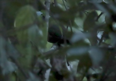 Momotus aequatorialis