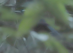 Momotus aequatorialis