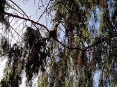 Juniperus cedrus