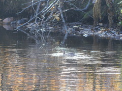 Tachybaptus ruficollis