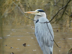 Ardea cinerea