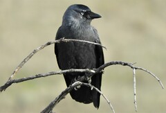 Corvus monedula spermologus
