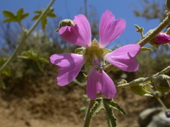 Malva unguiculata