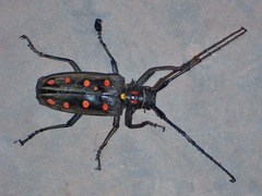 Batocera parryi