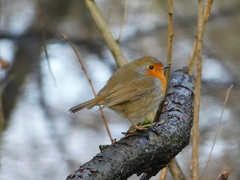 Erithacus rubecula