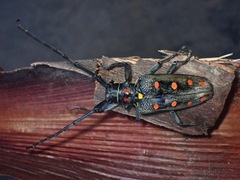 Batocera parryi