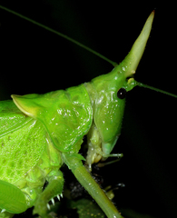 Copiphora rhinoceros