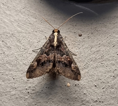 Sphingomorpha chlorea