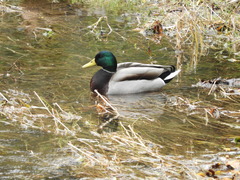 Anas platyrhynchos platyrhynchos