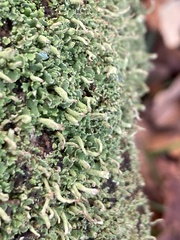 Cladonia coniocraea