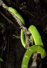 Bothriechis lateralis