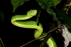 Bothriechis lateralis