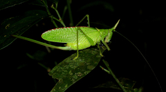 Copiphora rhinoceros