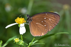 Euploea tulliolus