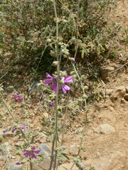 Malva unguiculata