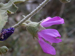 Malva unguiculata