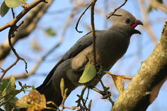 Corythaixoides concolor