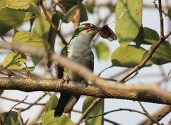 Chrysococcyx caprius