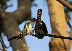 Chrysococcyx caprius