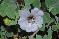 Malva subovata