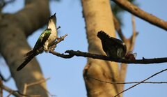 Chrysococcyx caprius