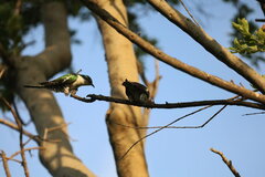 Chrysococcyx caprius