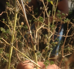 Parexochomus nigromaculatus