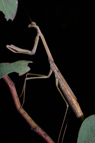 Australian Stick Mantis photo 4