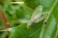 Acanthiophilus helianthi