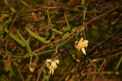 Araujia angustifolia