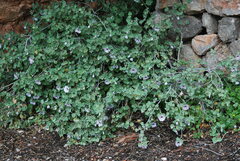 Malva subovata