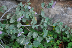 Malva subovata