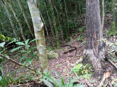 Dispholidus typus typus