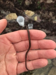 Nerophis lumbriciformis