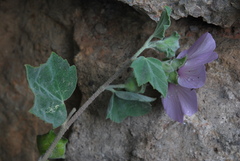 Malva subovata