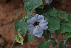Malva subovata