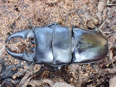 Serrognathus thoracicus