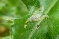 Acanthiophilus helianthi