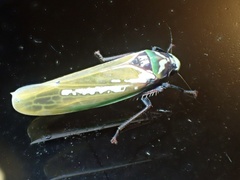 Paromenia quimbayensis