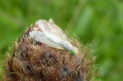 Acanthiophilus helianthi