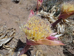 Boophone haemanthoides