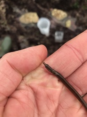 Nerophis lumbriciformis