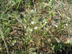 Minuartia setacea