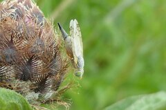 Acanthiophilus helianthi