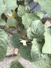Solanum villosum